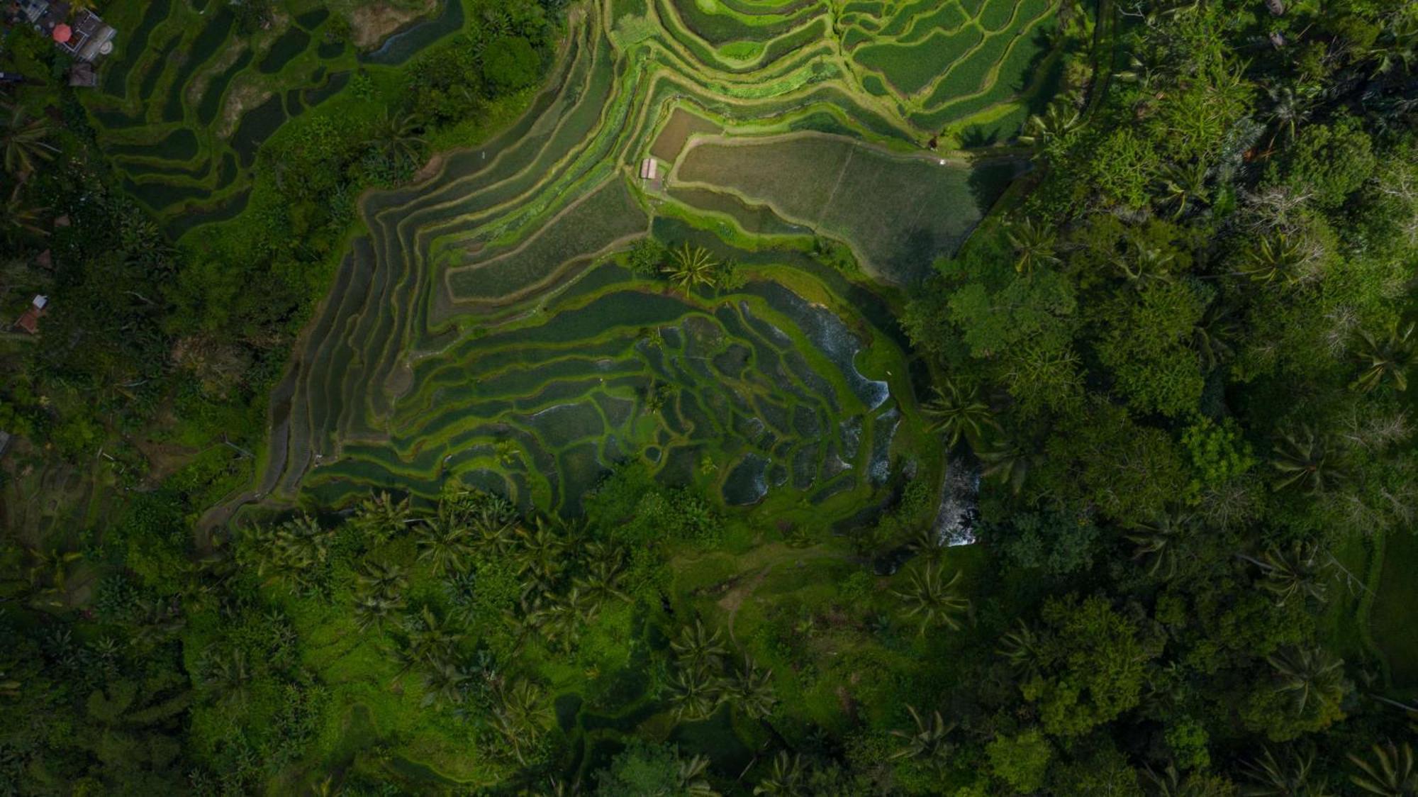Payangan Alila Ubud מראה חיצוני תמונה