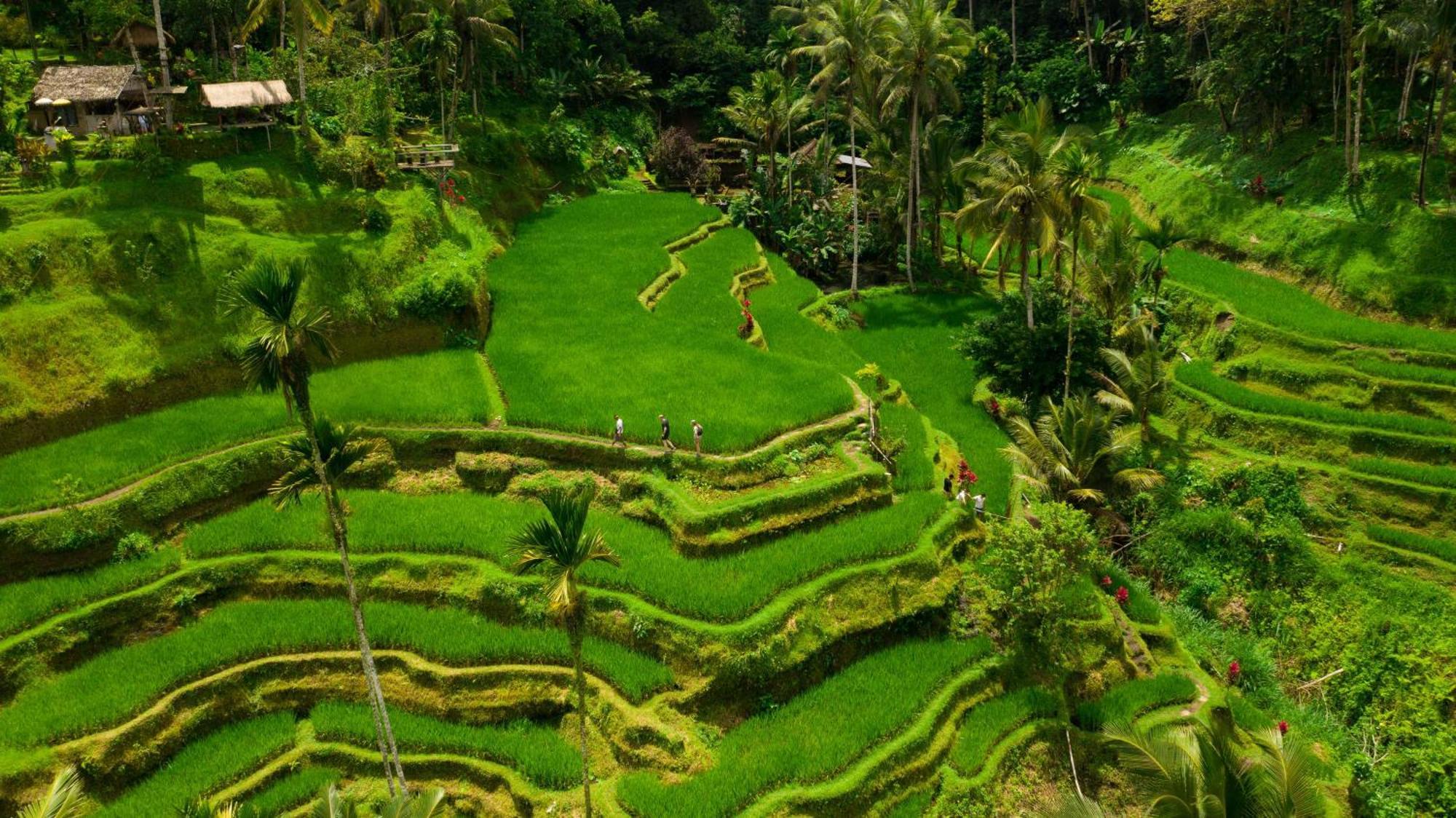 Payangan Alila Ubud מראה חיצוני תמונה